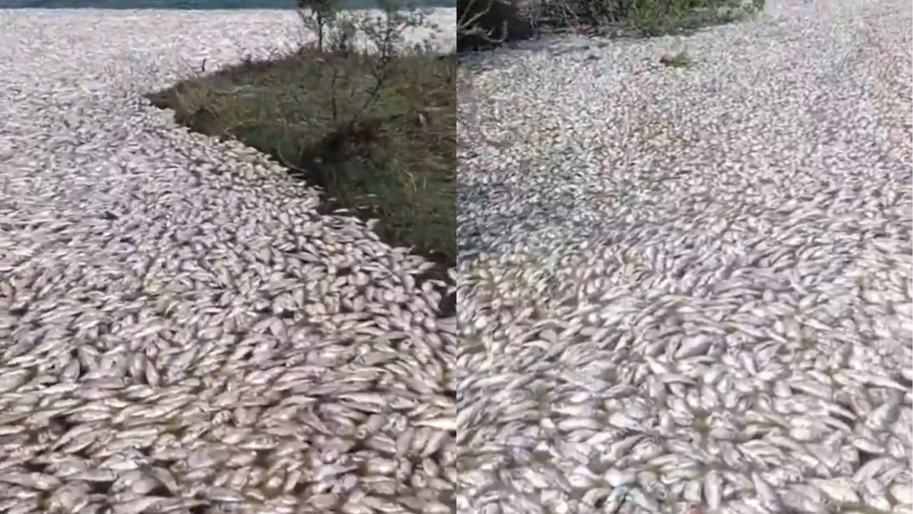Muerte de peces río Pánuco
